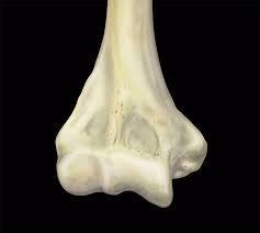 MRI Mastery Series: Elbow 2021