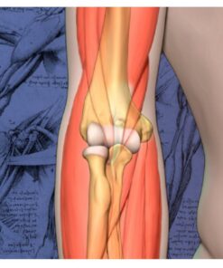 2020 Mayo Clinic "Teach the Teachers" Elbow Course - Forging the Future