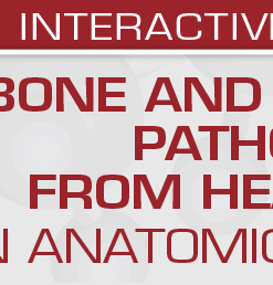 Bone and Soft Tissue Pathology from Head to Toe: An Anatomical Approach 2022