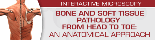 Bone and Soft Tissue Pathology from Head to Toe: An Anatomical Approach 2022