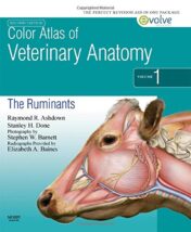 Color Atlas of Veterinary Anatomy, 2nd Edition, Volume 1, The Ruminants (Original PDF)
