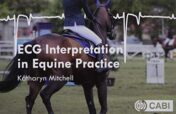 ECG Interpretation in Equine Practice (Original PDF)
