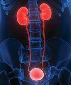 Comprehensive Review of Urology 2021
