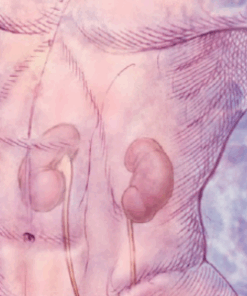 Harvard Comprehensive Review of Nephrology 2021 (CME Videos)
