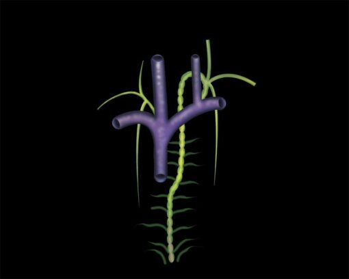 MRIOnline Mastery Series: Brachial Plexus 2022 (CME VIDEOS)